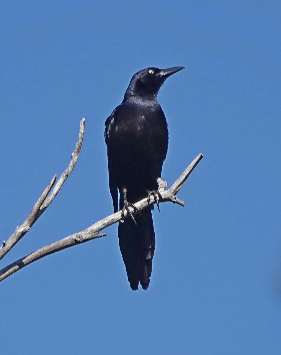 Great-tailed Grackle - ML617142269