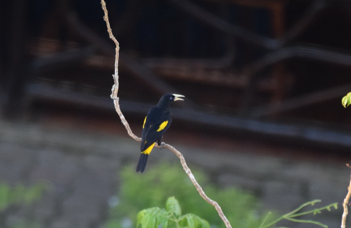 Yellow-rumped Cacique - ML617142424