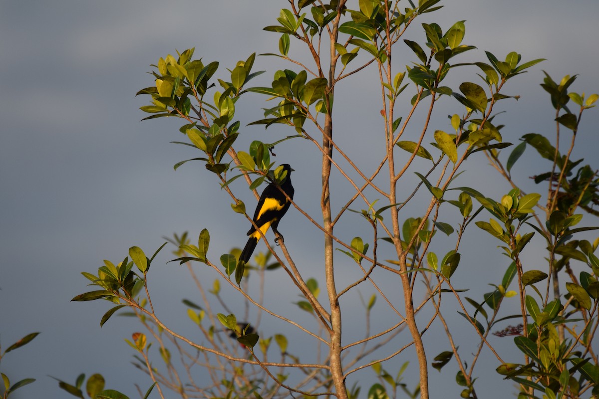 Yellow-rumped Cacique - Nick Kowalske