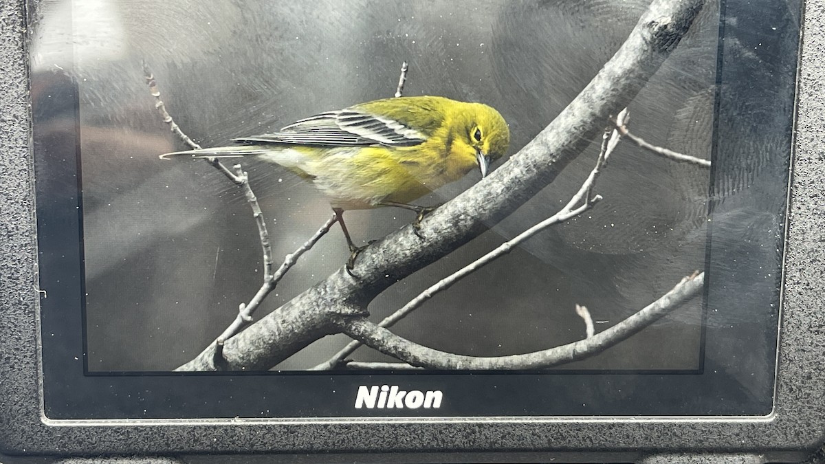 eBird Checklist 9 Apr 2024 Stockbury Street In Howard, WI 6