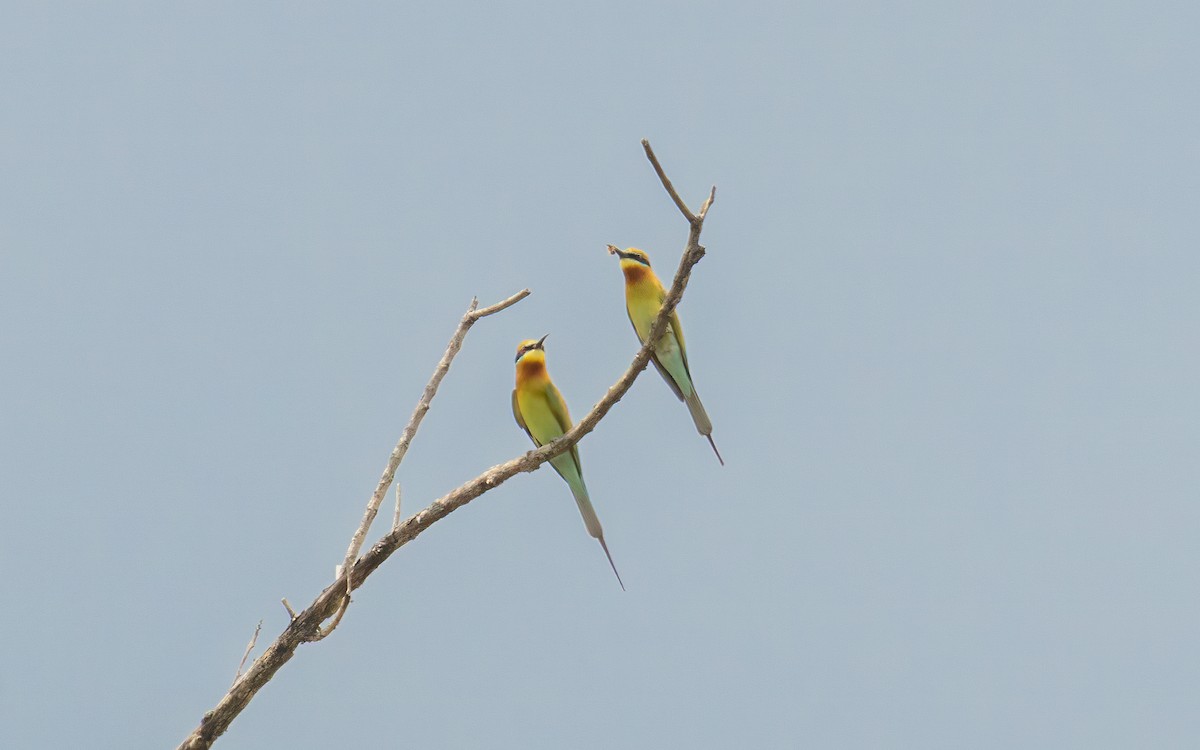 Blue-tailed Bee-eater - ML617142451