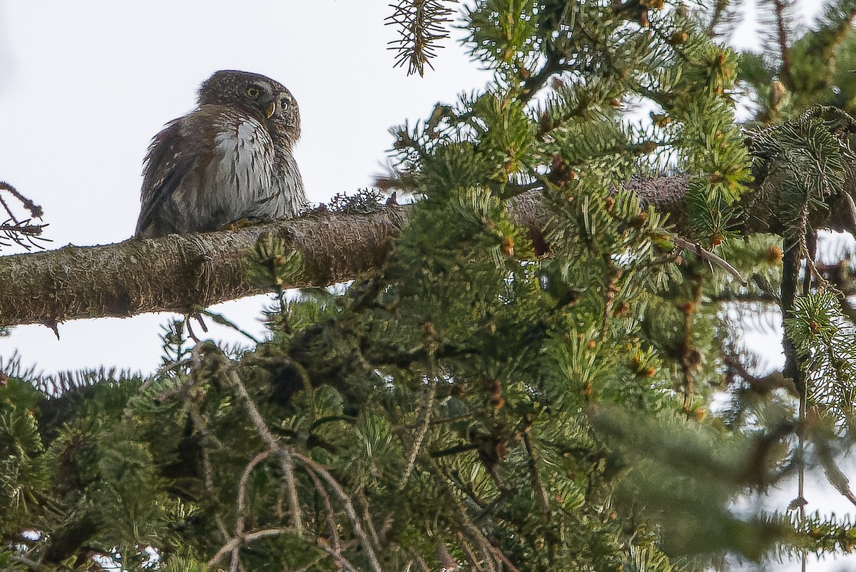 Eurasian Pygmy-Owl - ML617142543