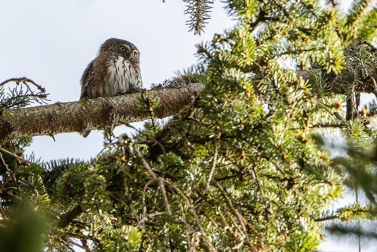 Eurasian Pygmy-Owl - ML617142546