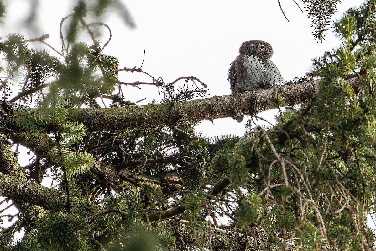 Eurasian Pygmy-Owl - ML617142548
