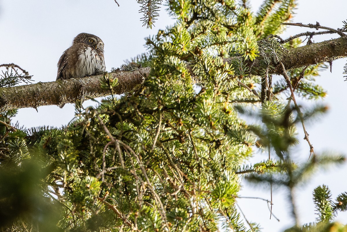 Eurasian Pygmy-Owl - ML617142551