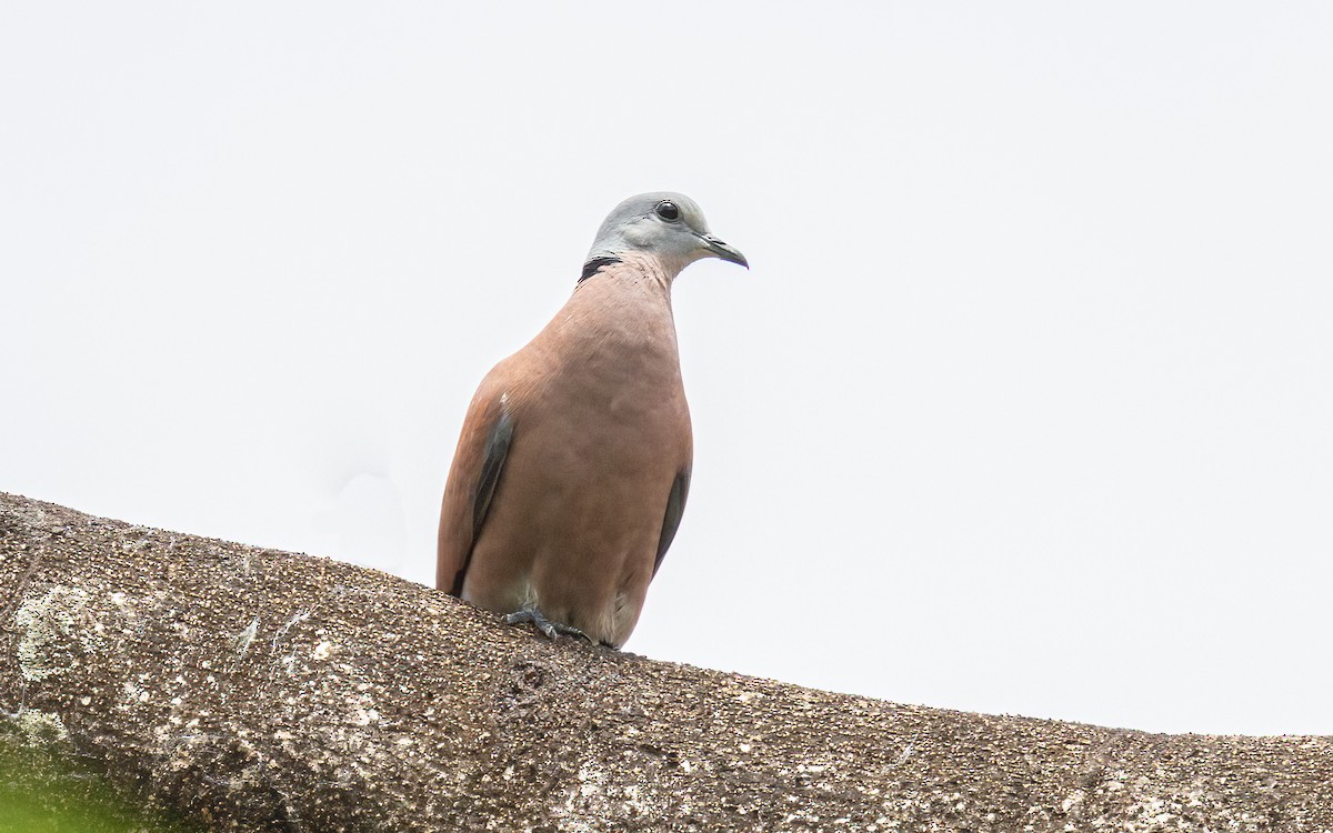 Red Collared-Dove - ML617142610