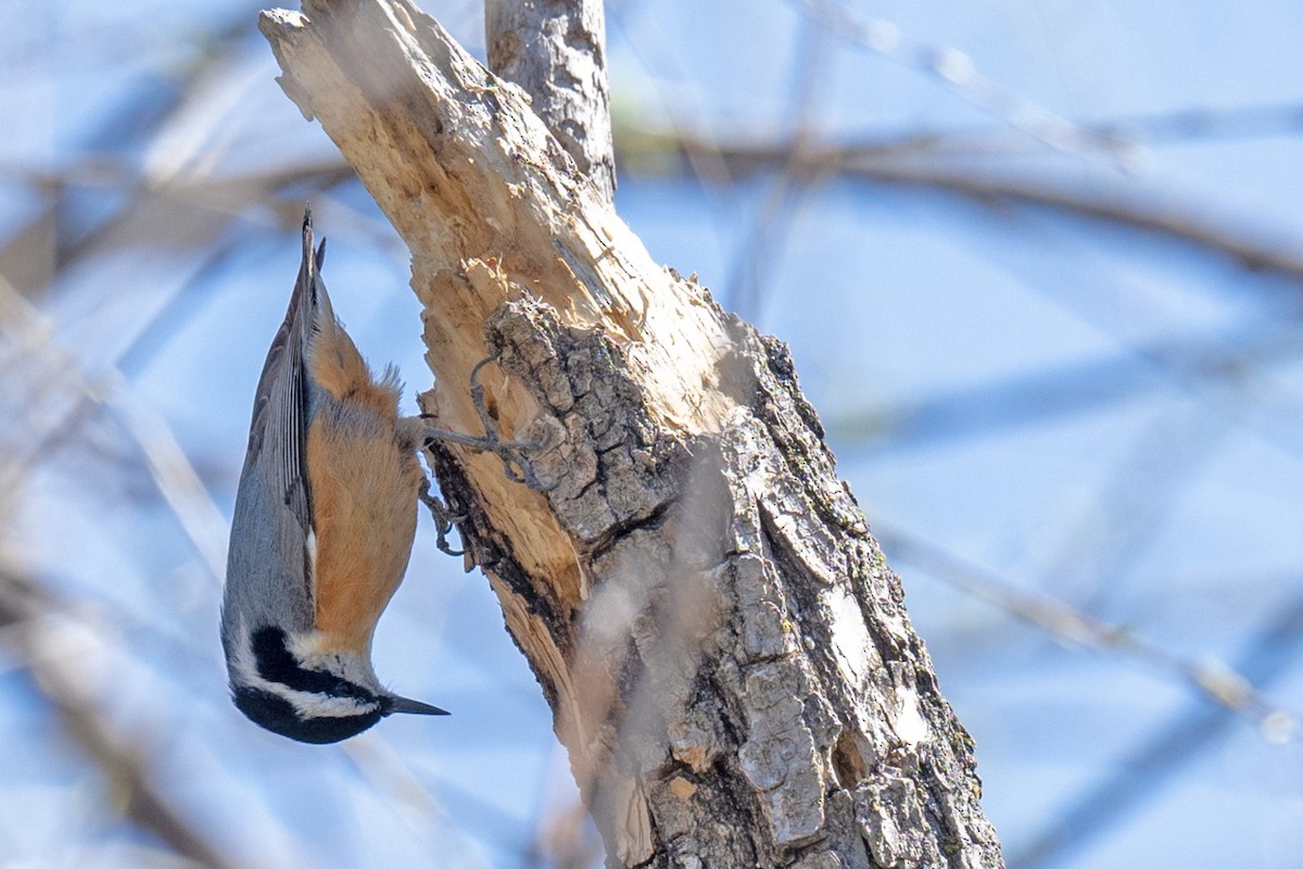 Red-breasted Nuthatch - ML617142635