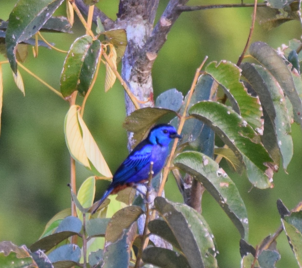 Opal-rumped Tanager - ML617142642