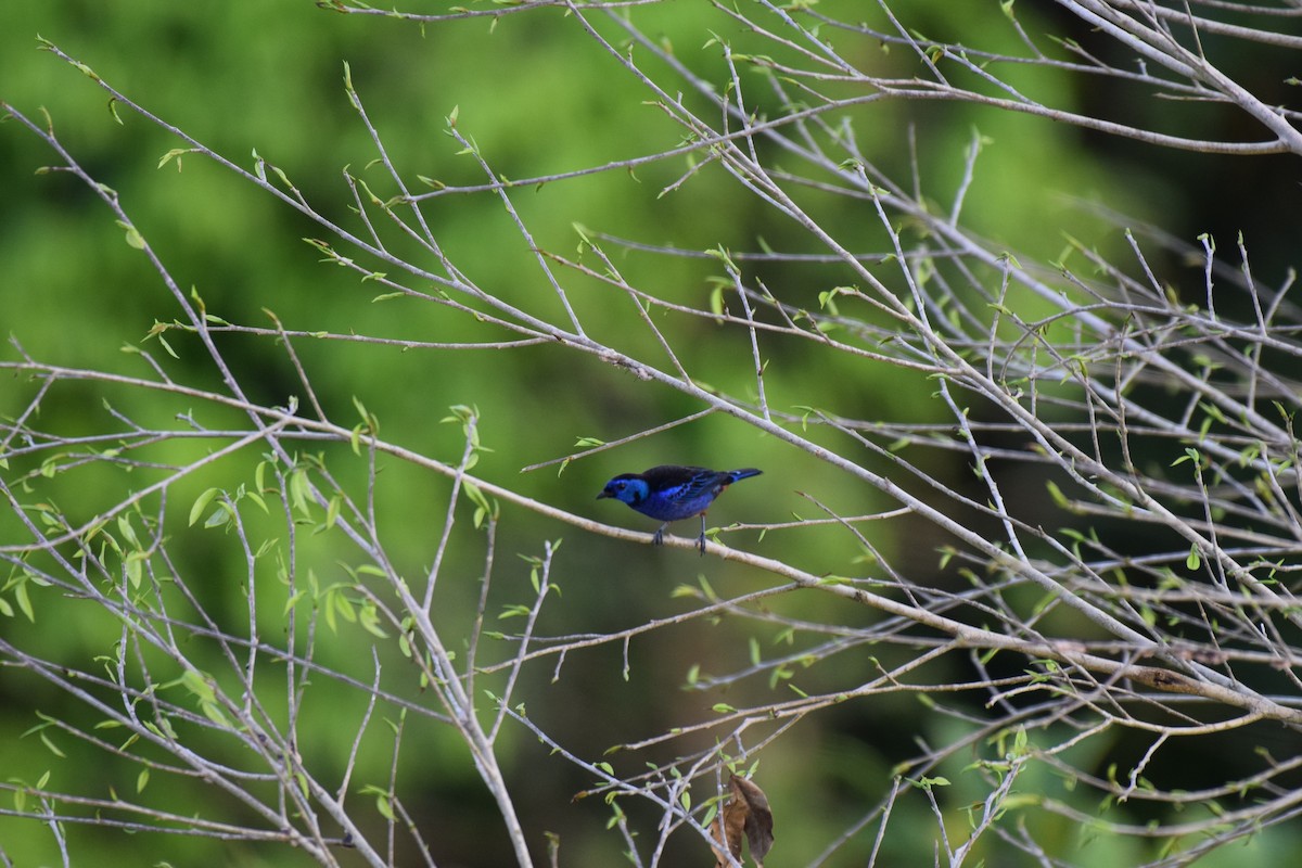 Opal-rumped Tanager - ML617142643