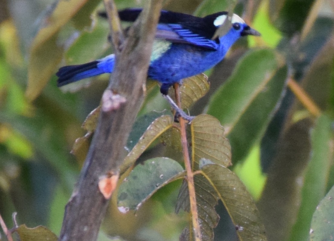 Opal-crowned Tanager - ML617142667