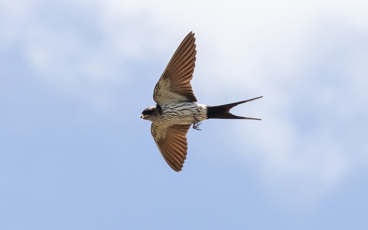 Striated Swallow - ML617142709