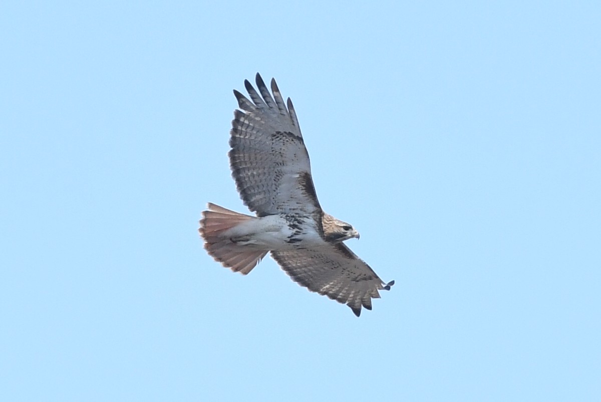 Red-tailed Hawk (borealis) - ML617142721