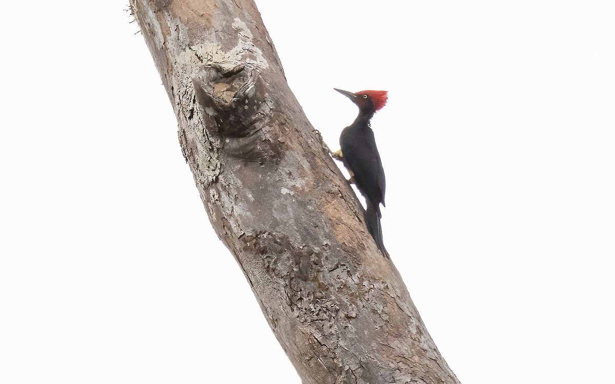 White-bellied Woodpecker - ML617142973