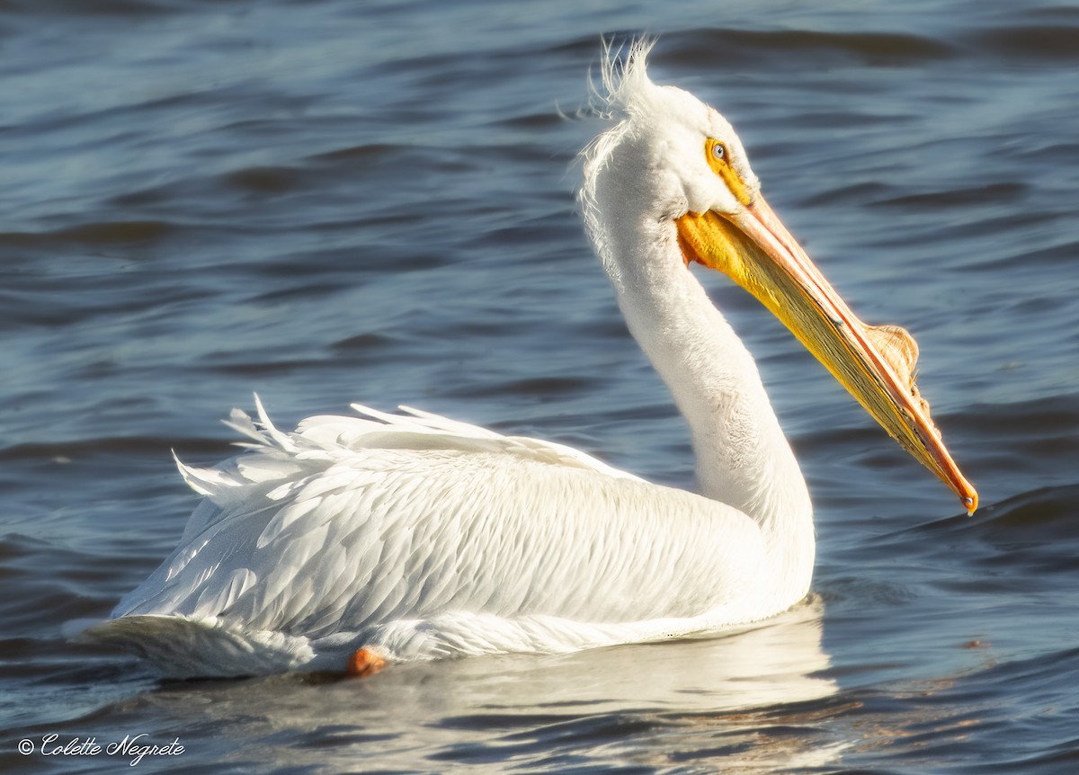 pelikán severoamerický - ML617143024
