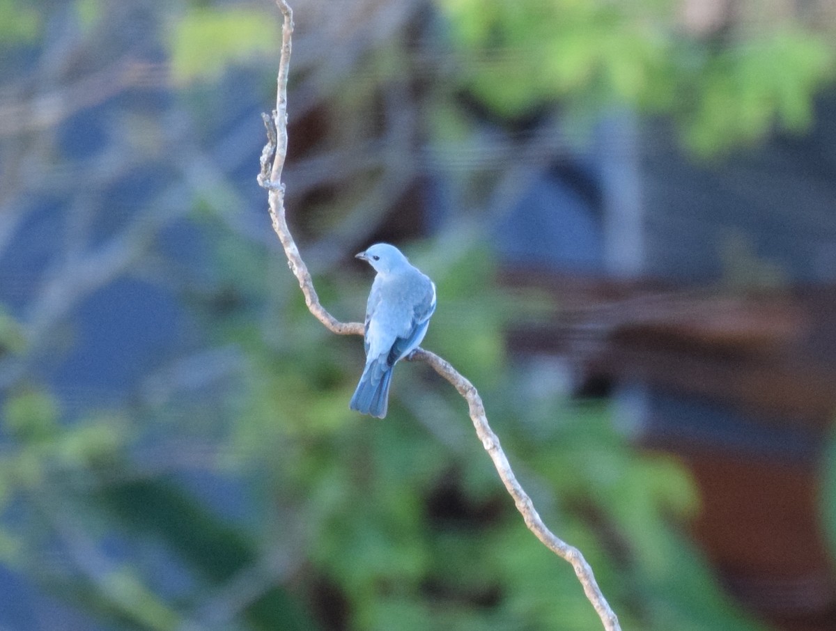 Blue-gray Tanager - ML617143028