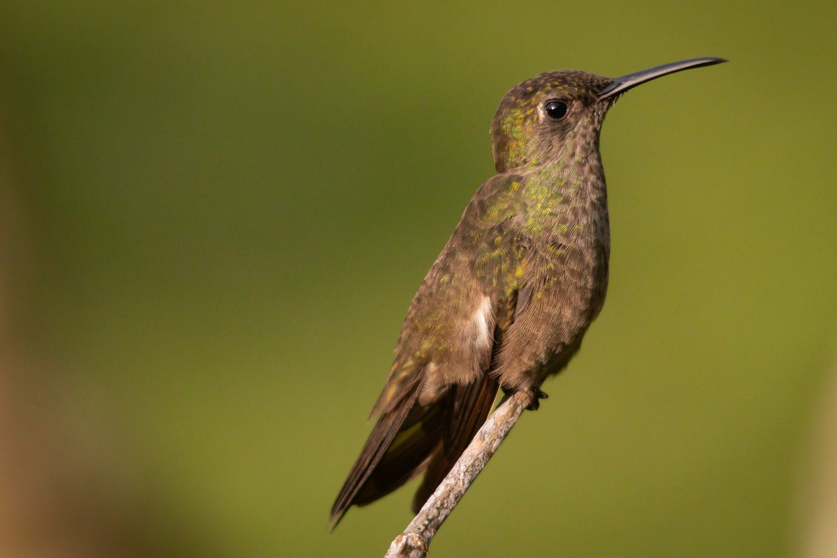 Sombre Hummingbird - Retief Williams