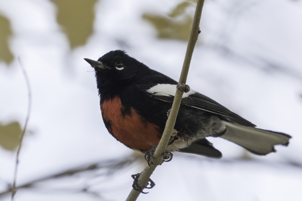 Painted Redstart - Anthony Gliozzo