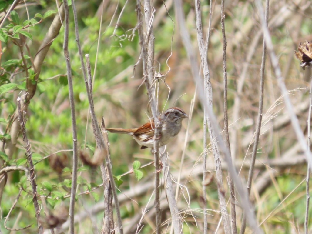 Swamp Sparrow - ML617143229