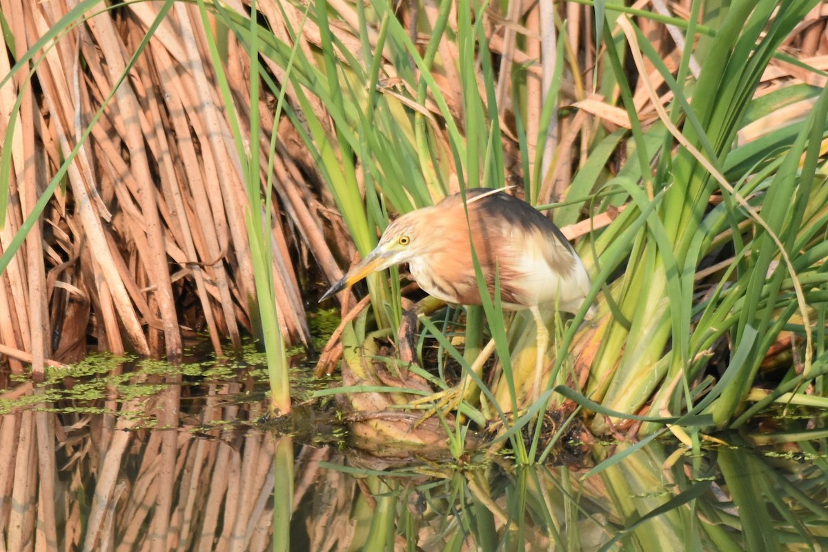 Javan Pond-Heron - ML617143317