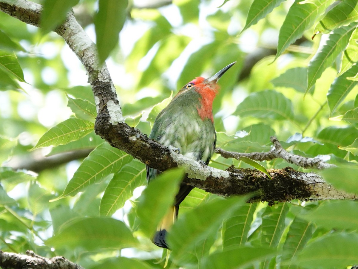 Red-bearded Bee-eater - ML617143382