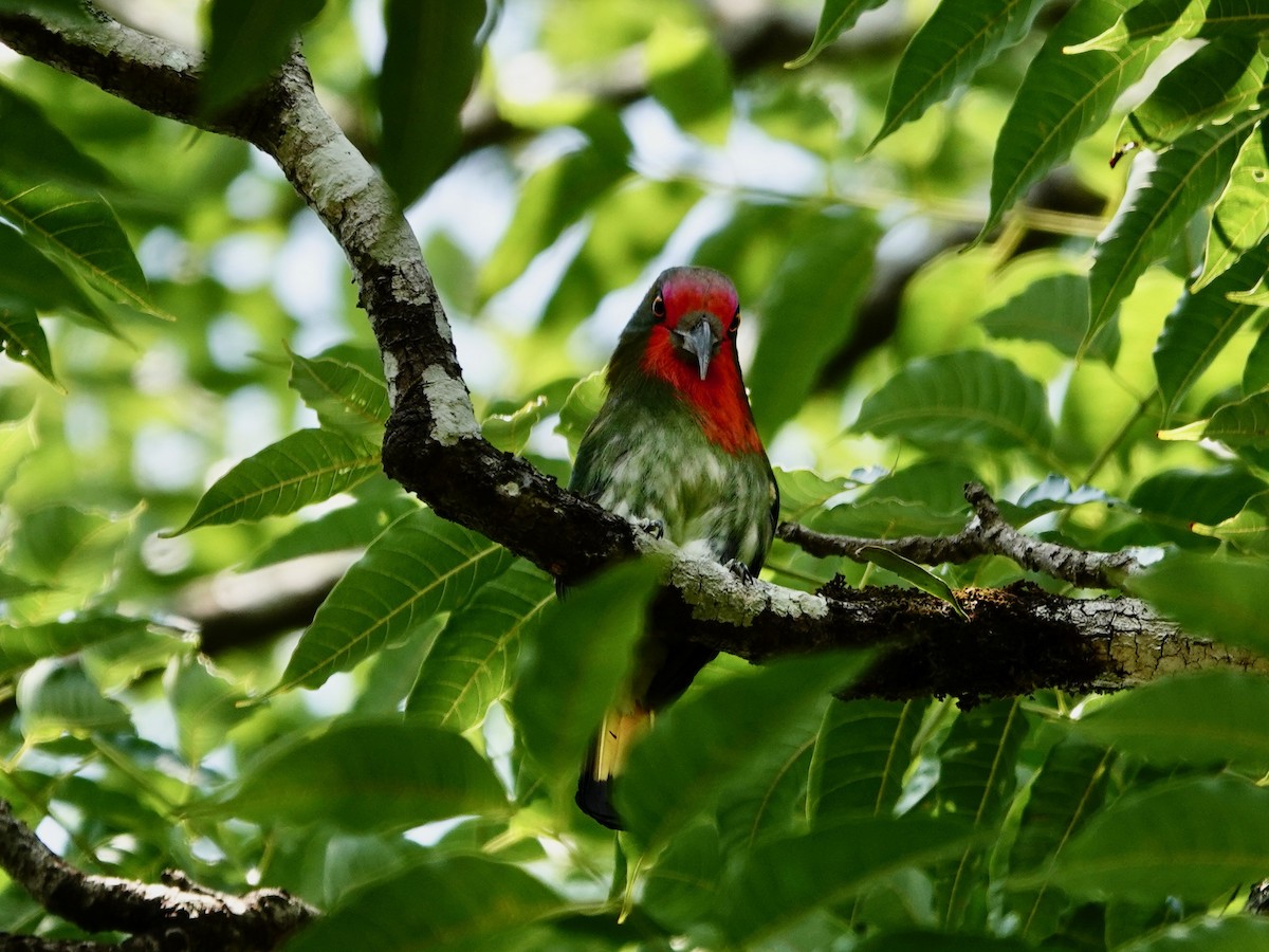 Red-bearded Bee-eater - ML617143384