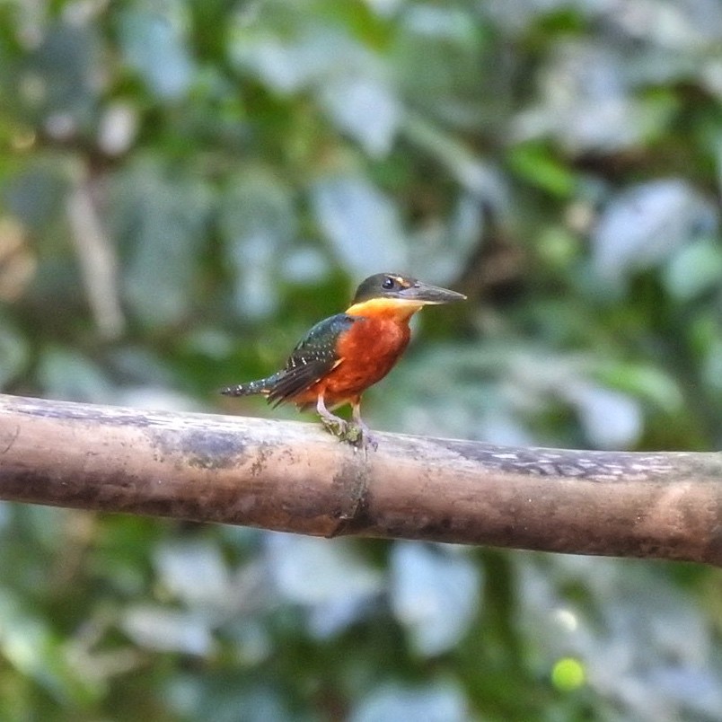 Green-and-rufous Kingfisher - Andrea  Hinek