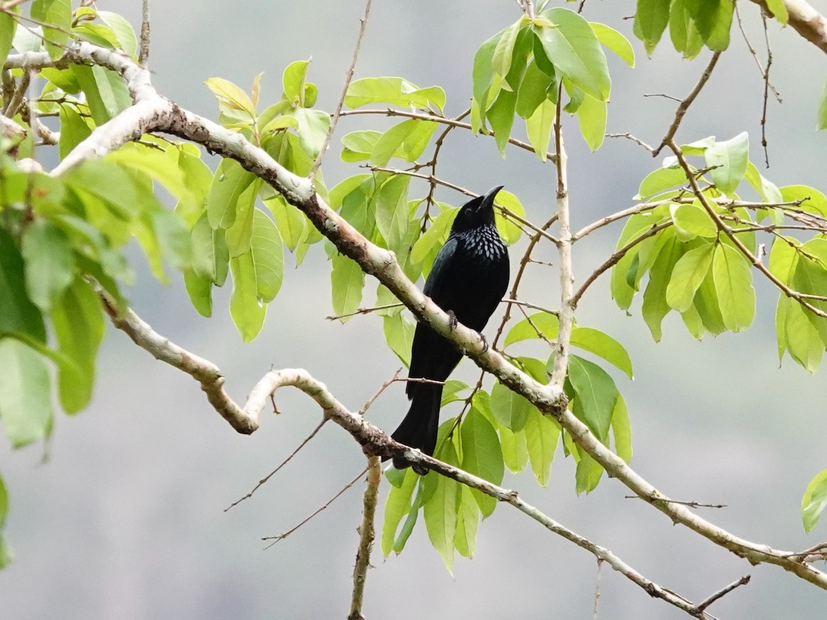 Hair-crested Drongo - ML617143435