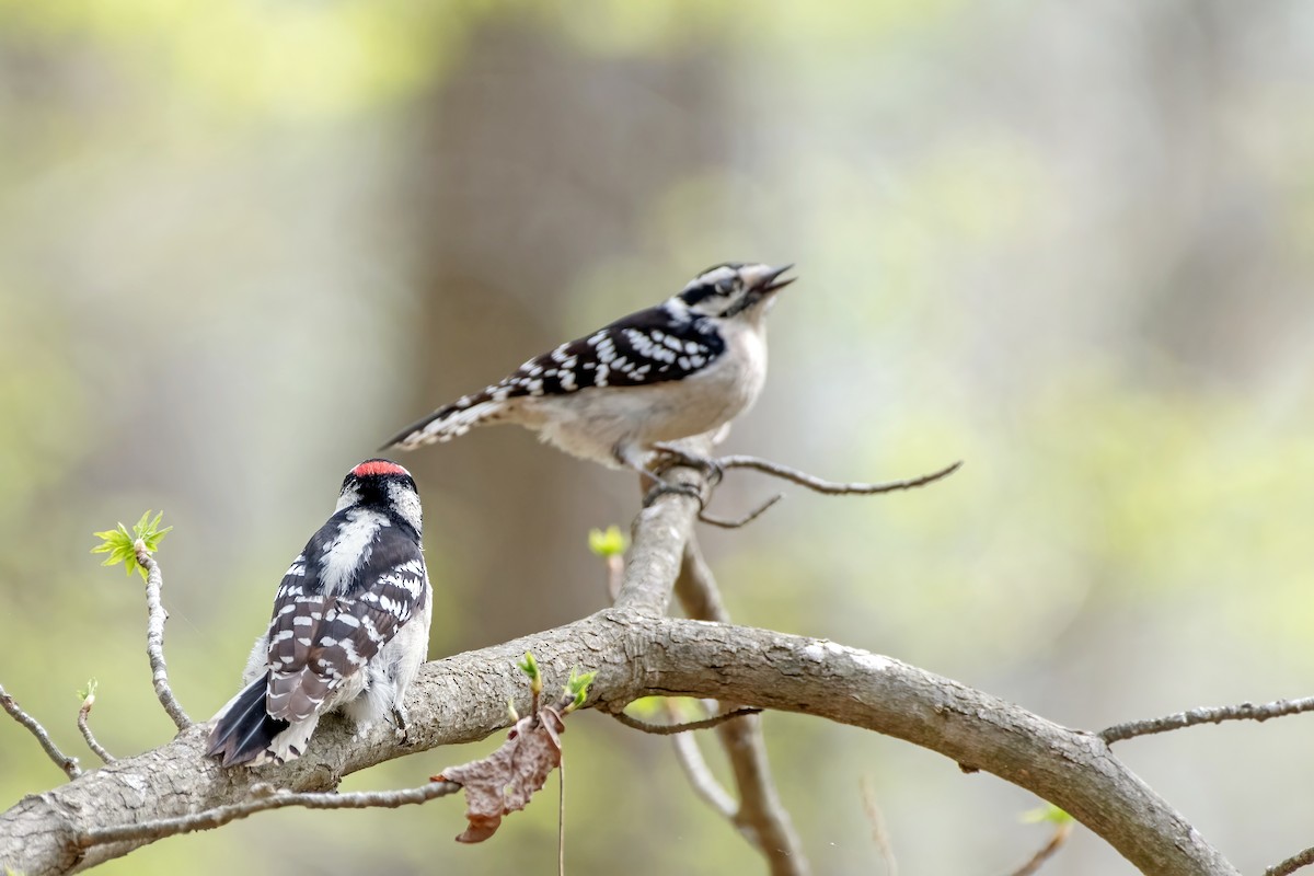 Downy Woodpecker - ML617143483