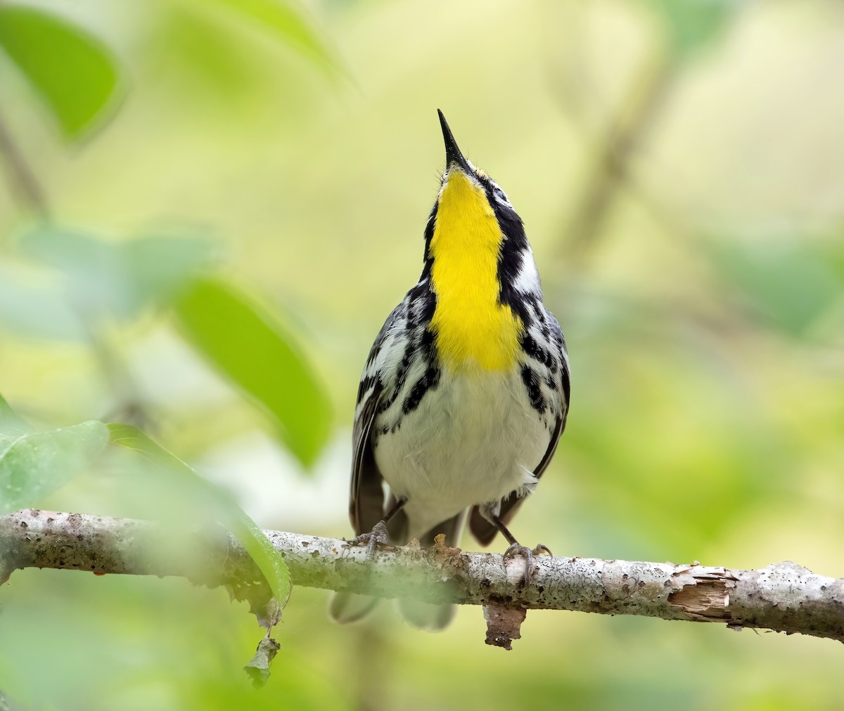 Yellow-throated Warbler - ML617143501