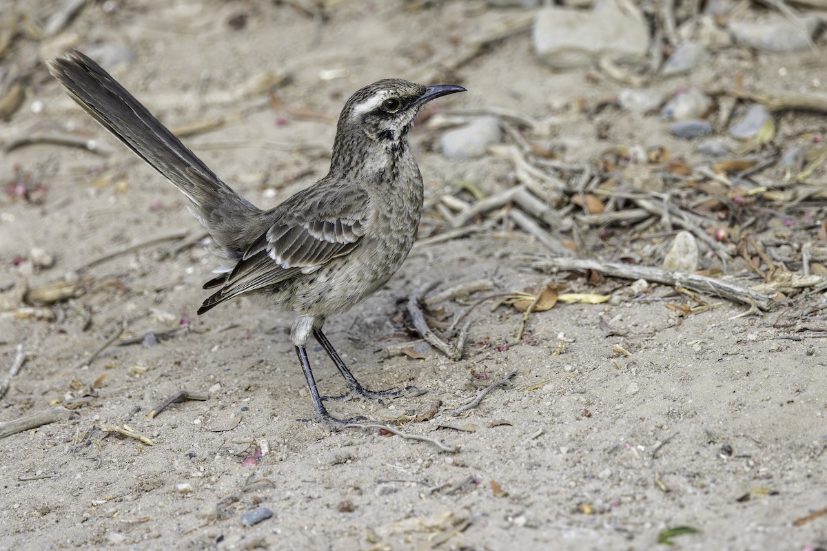Long-tailed Mockingbird - ML617143563