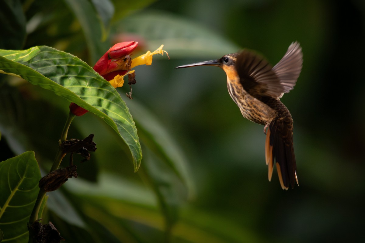 kolibřík pilozobý - ML617143604