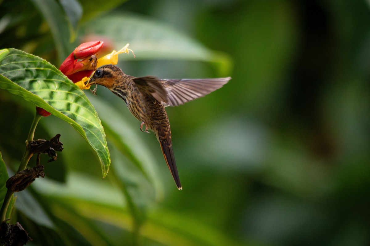 kolibřík pilozobý - ML617143605
