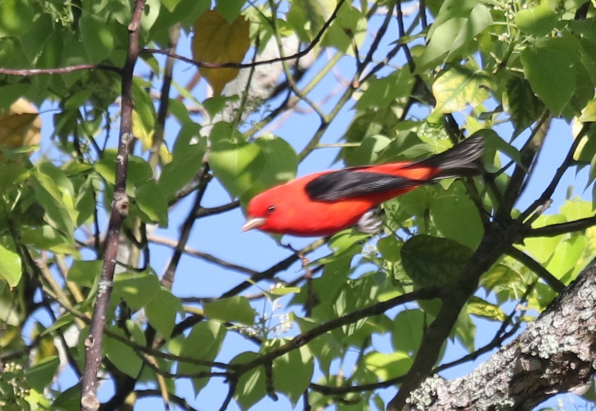 Scarlet Tanager - ML617143692
