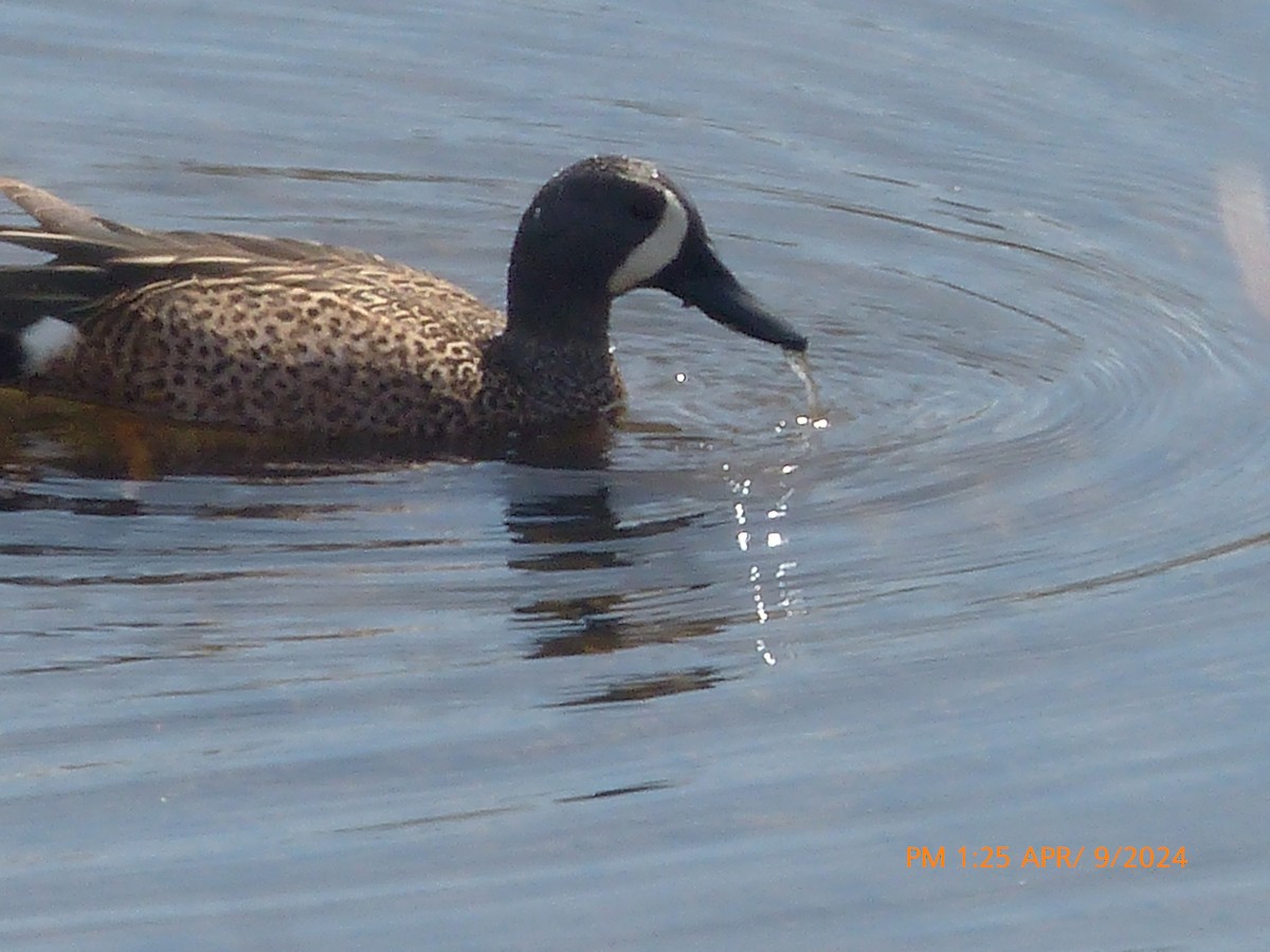 Blue-winged Teal - ML617143719