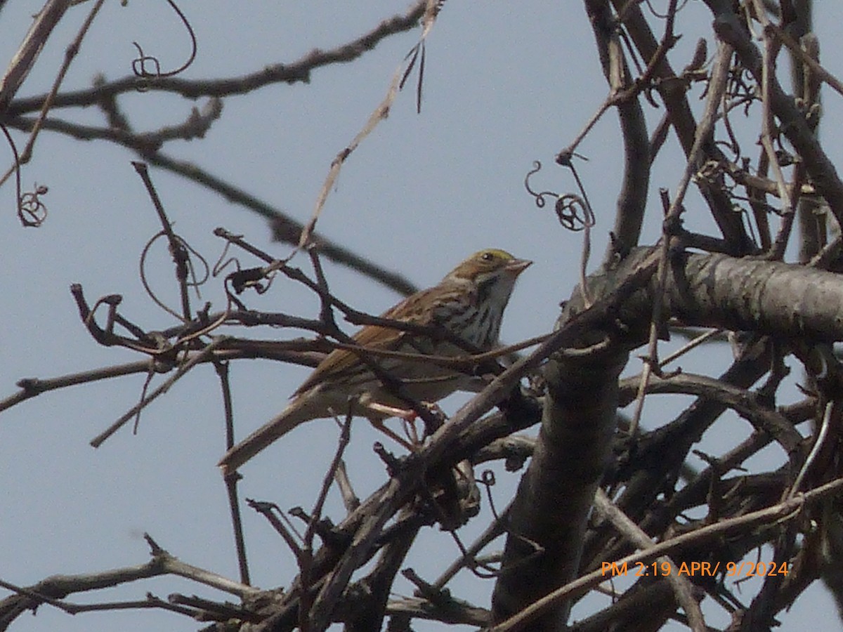 Savannah Sparrow - ML617143813