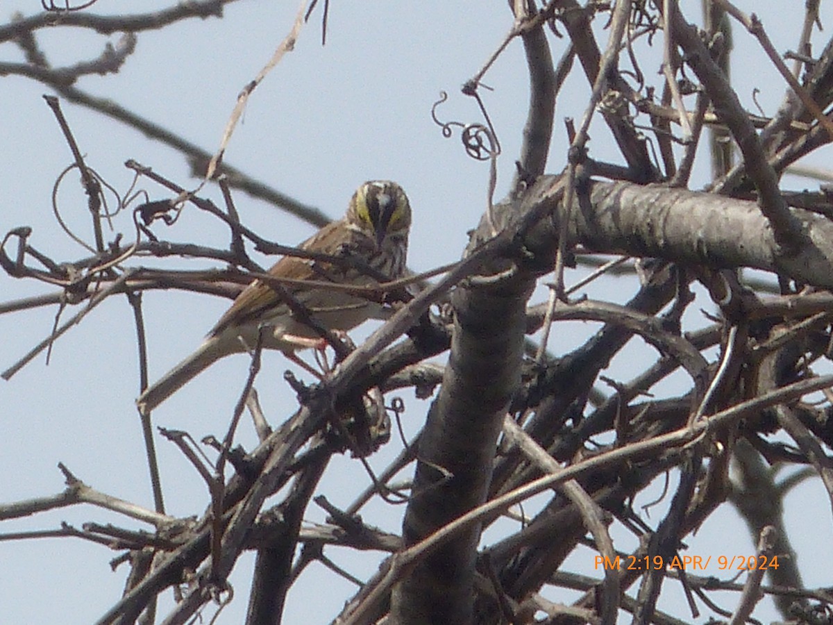 Savannah Sparrow - ML617143814