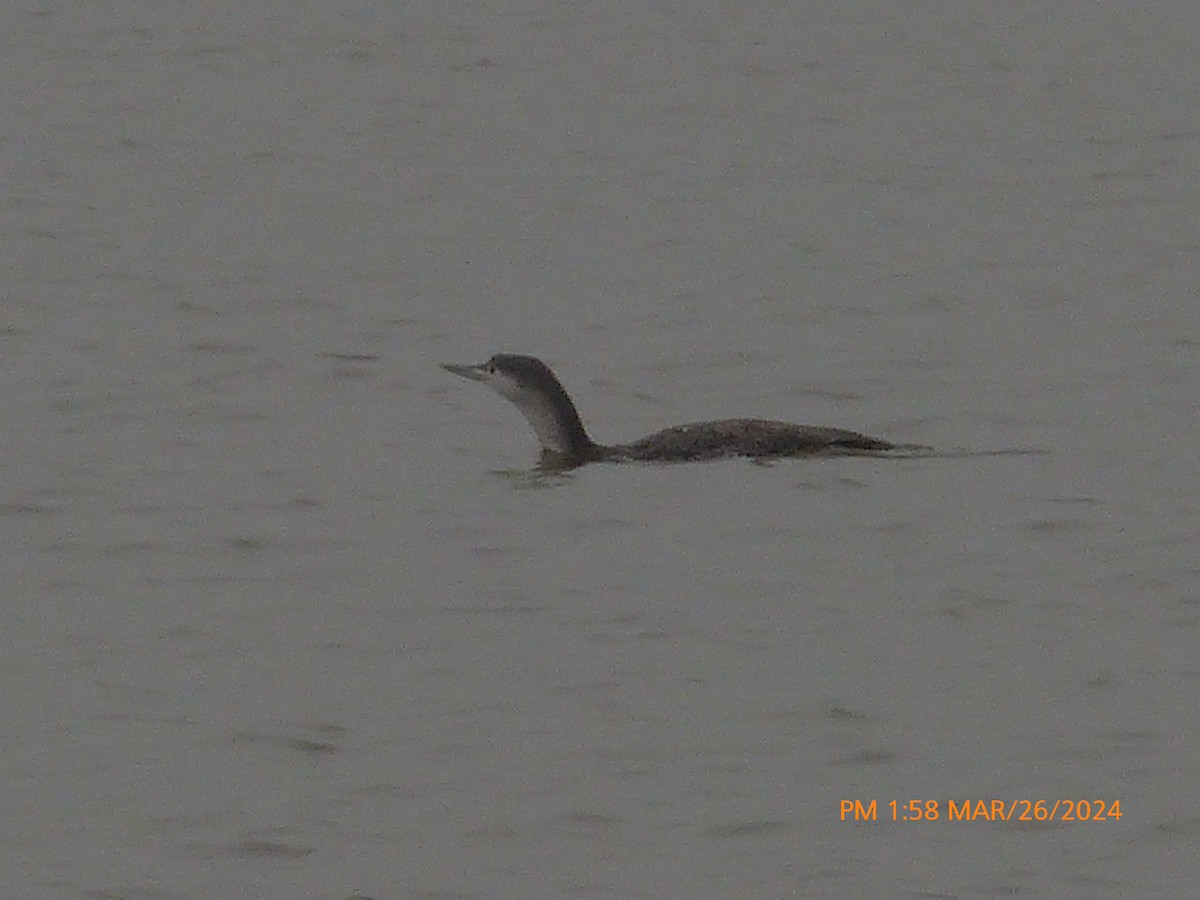 Red-throated Loon - ML617143892