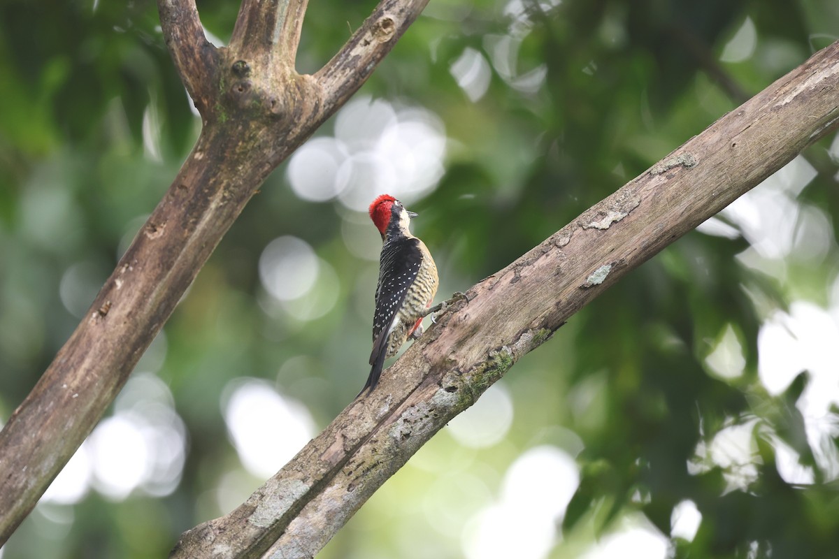 Black-cheeked Woodpecker - ML617143905