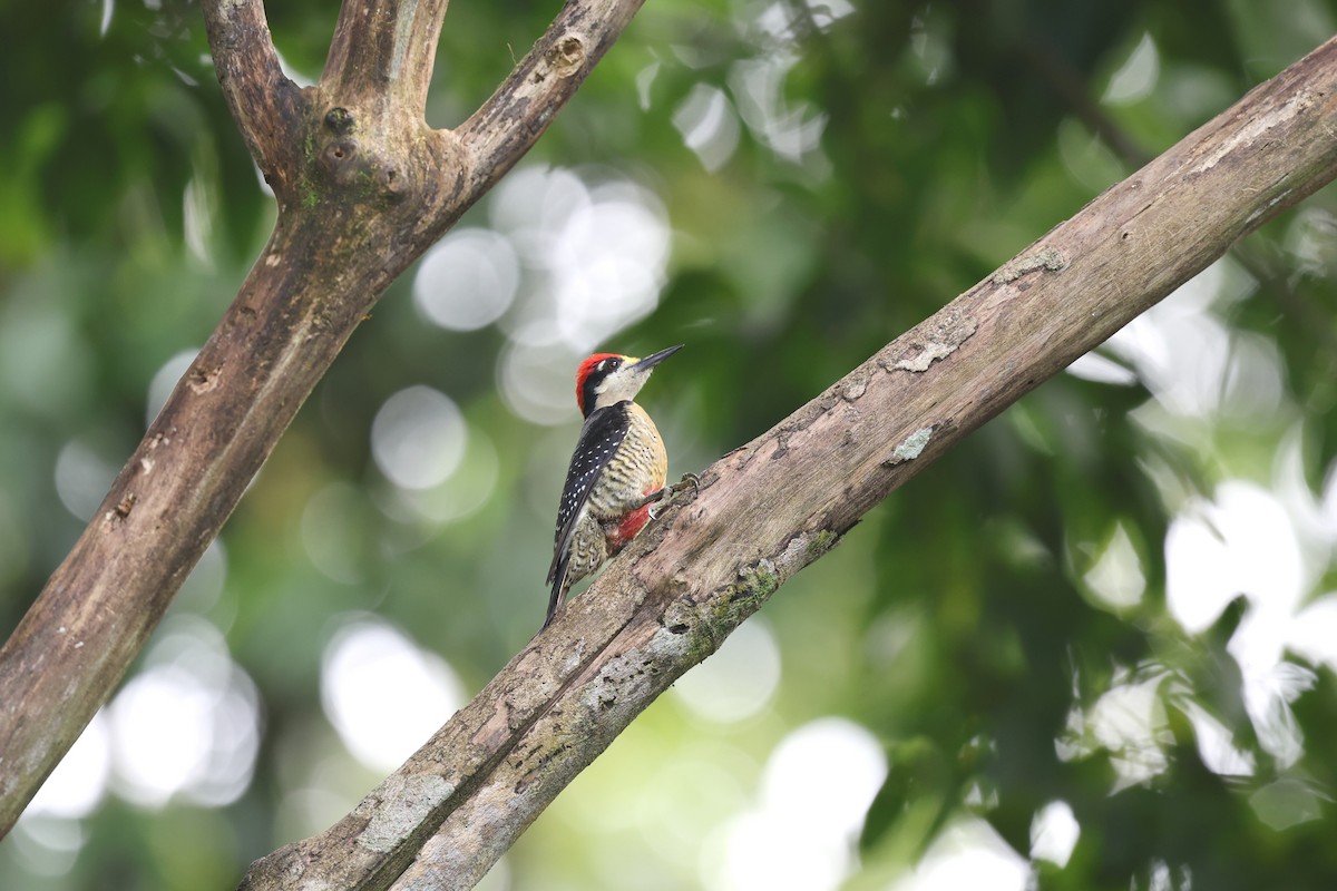 Black-cheeked Woodpecker - ML617143906
