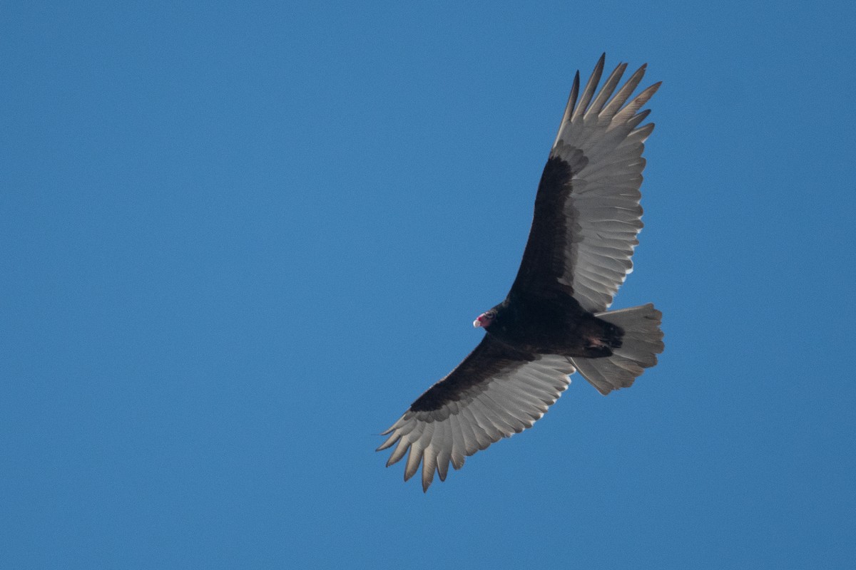 Turkey Vulture - ML617143915