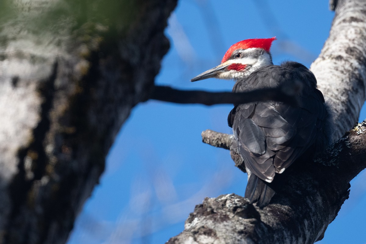 Pileated Woodpecker - ML617143962