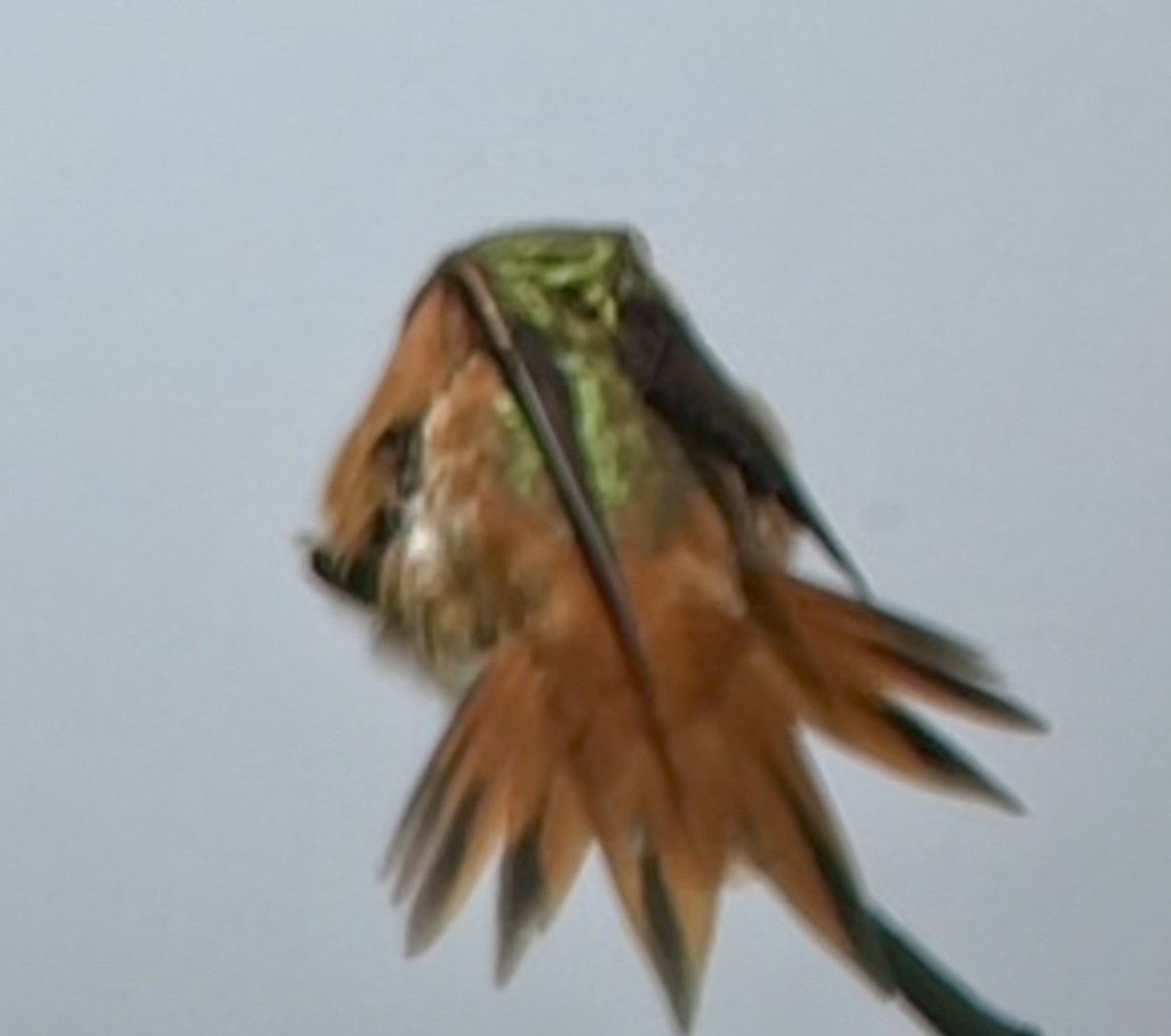 雑種 アカフトオハチドリ ｘ アレンハチドリ - ML617144013