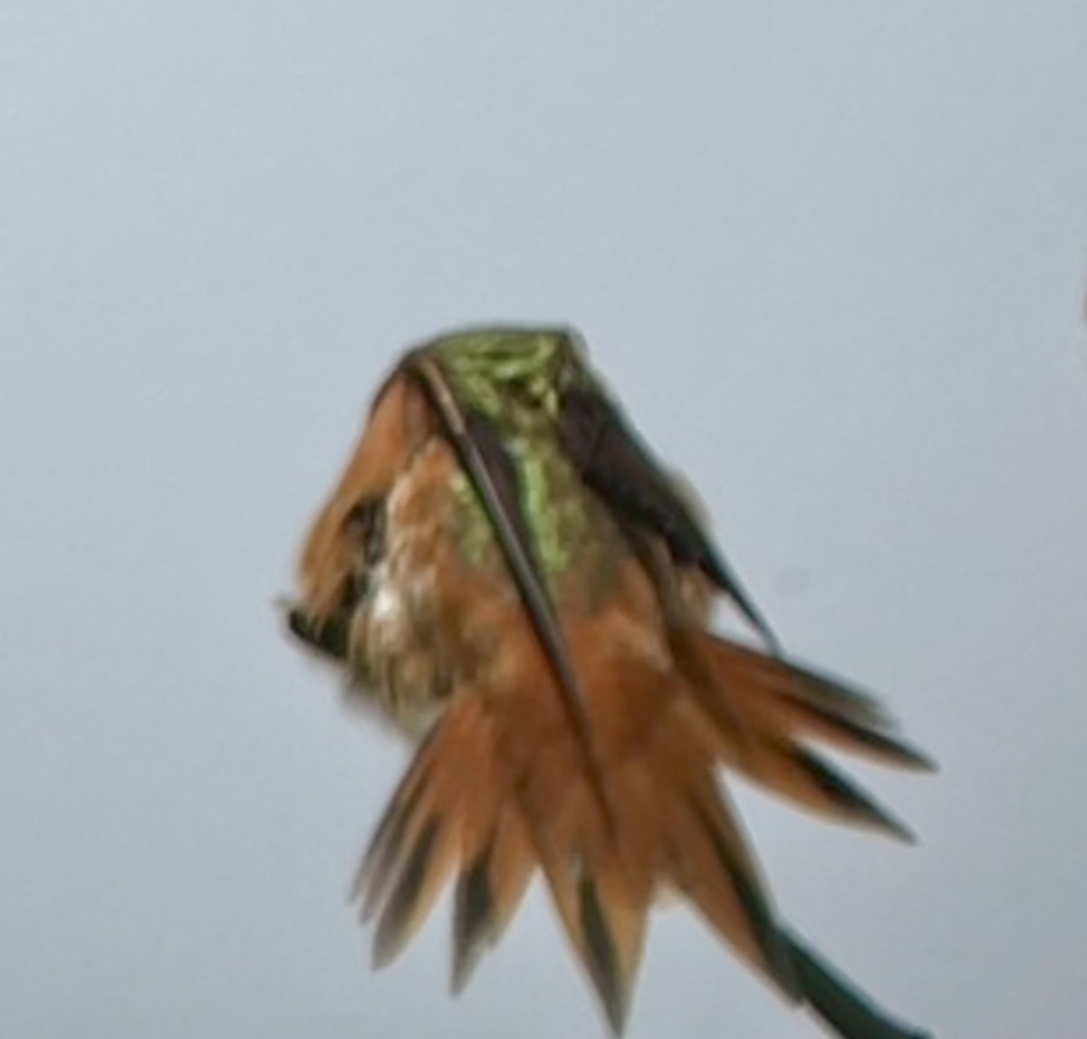 Rufous x Allen's Hummingbird (hybrid) - ML617144015
