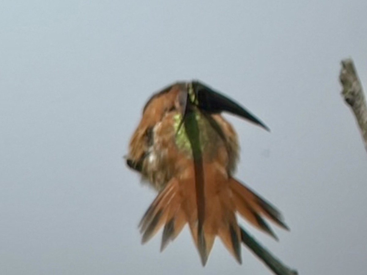 Rufous x Allen's Hummingbird (hybrid) - ML617144016