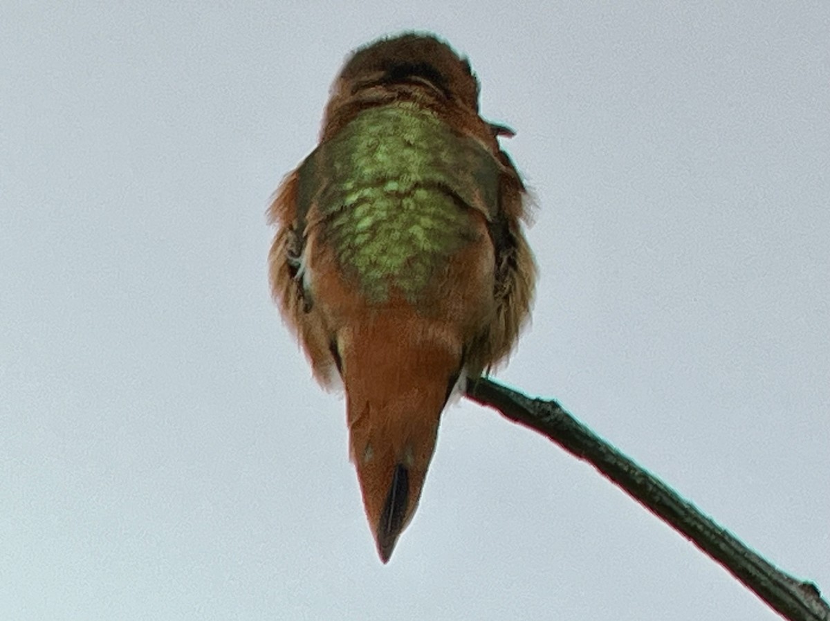Rufous x Allen's Hummingbird (hybrid) - Tim Rodenkirk