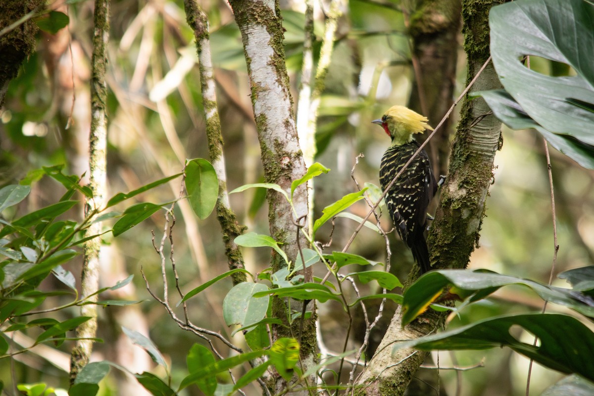 Blond-crested Woodpecker - ML617144084