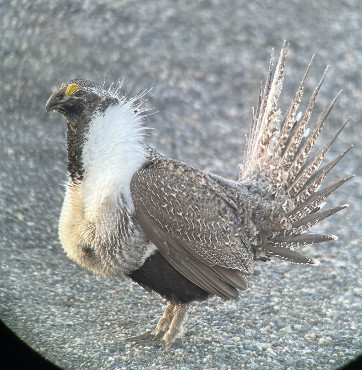 Greater Sage-Grouse - ML617144099