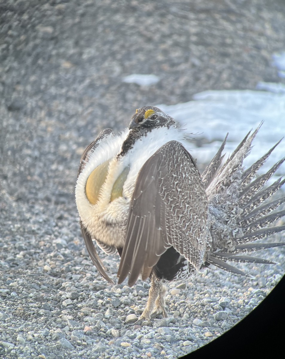 Greater Sage-Grouse - ML617144100