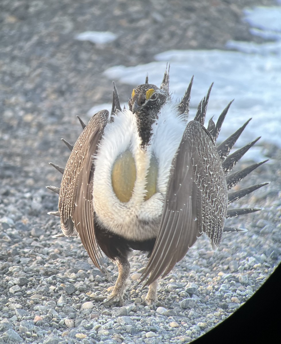 Greater Sage-Grouse - Nick B