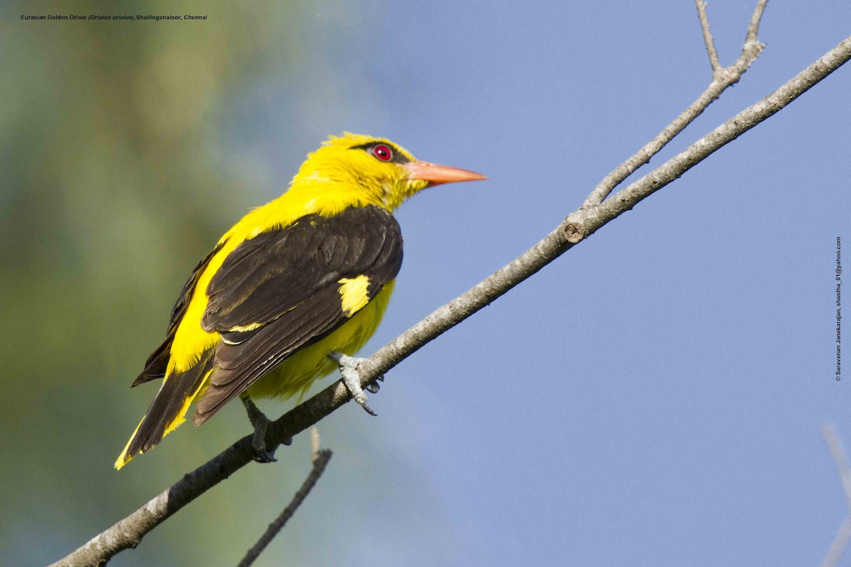 Indian Golden Oriole - ML617144123